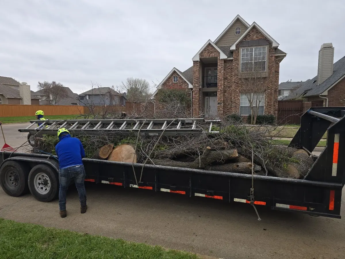 Expert Tree Removal with proper safety equipment in Howells